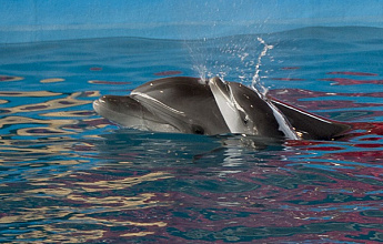 Всемирный день китов и дельфинов (World Whale and Dolphin Day) 